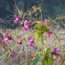 20150911_091008_Bodensee-Königssee-Radweg Thomas