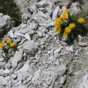 20130905_120630_Brenta_2013_Norbert