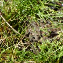 20190903_100512_Stubaier-Höhenweg-Heike