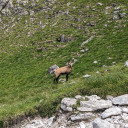 20240729_123128_Watzmannueberschreitung