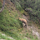 20240729_130332_Watzmannueberschreitung